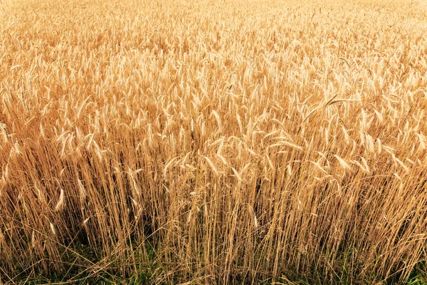 Buğday Tarlası Altın Buğday Kulakları Tahıllar Hasat Için Hazır — Stok fotoğraf
