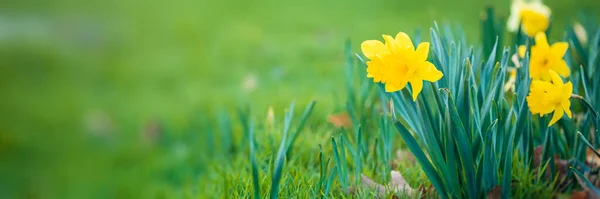 春の庭の水仙 春の花の背景 ロイヤリティフリーのストック写真