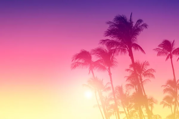 Silhouette Palmiers Sur Fond Ciel Couchant — Photo