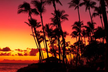Gün batımında gökyüzü arka planında palmiye ağaçlarının silueti