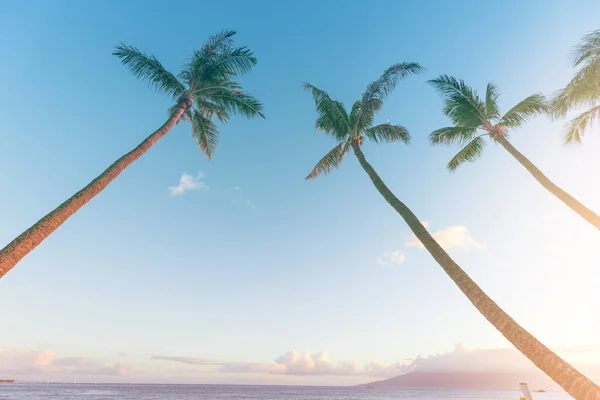 Palmy Tropikalnej Plaży Słonecznym Niebem — Zdjęcie stockowe