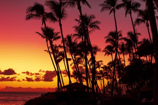 日落天空背景下棕榈树的轮廓 — 图库照片