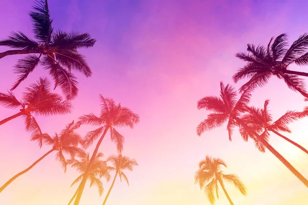 Ciel Tropical Coucher Soleil Avec Palmiers Contre Ciel — Photo