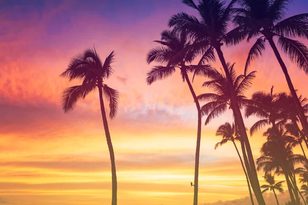 Tropical Hawaiian sunset sky with silhouette of coconut palm trees
