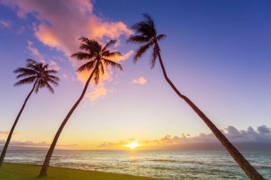  Hawaii 'de gün batımında tropik bir sahilde palmiye ağaçları