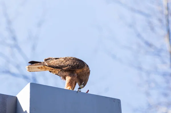 Red Tailed Hawk Eating Prey Pole — Stock Photo, Image