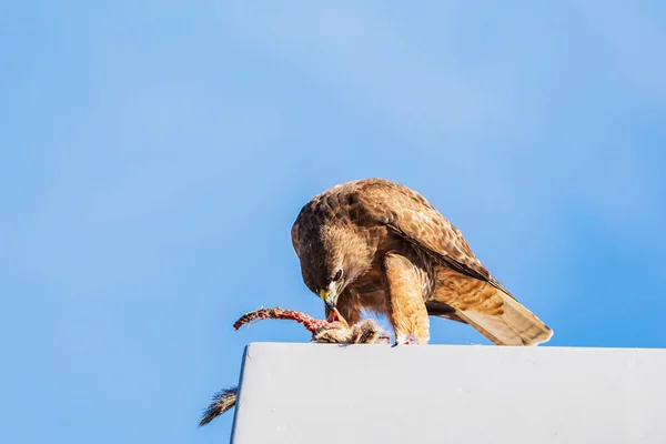 Kızıl Kuyruklu Şahin Bir Direkte Avını Yiyor — Stok fotoğraf