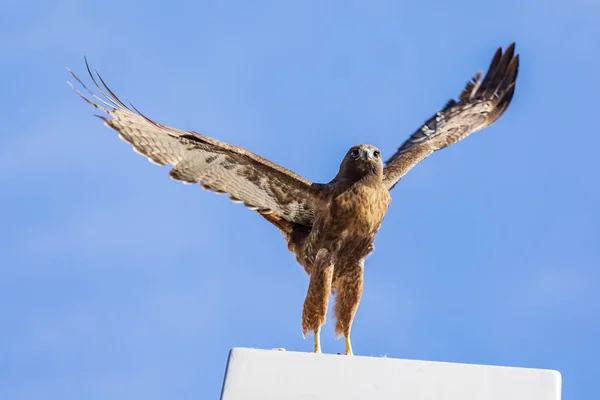 Hawk Med Öppna Vingar Redo Att Lyfta — Stockfoto