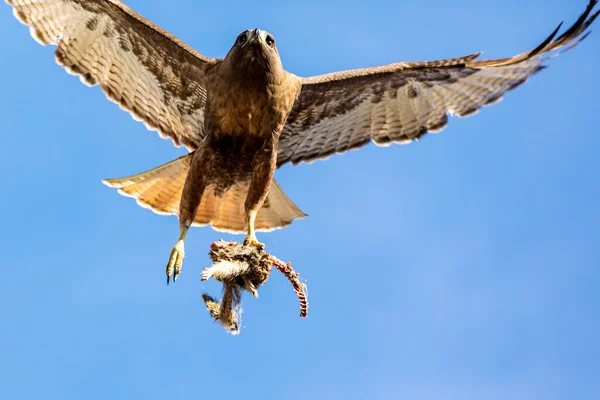 Şahin Açık Mavi Gökyüzünde Avıyla Uçuyor — Stok fotoğraf