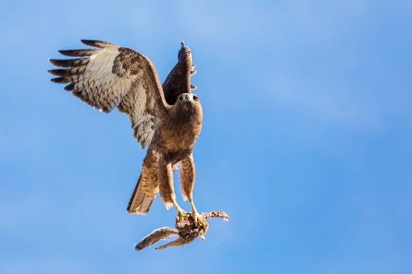 Hawk Vliegt Met Prooi Heldere Blauwe Lucht — Stockfoto