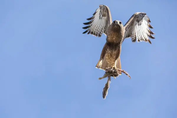 Hawk Vliegt Met Prooi Heldere Blauwe Lucht — Stockfoto