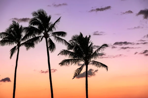 Palmiers Sur Une Plage Tropicale Coucher Soleil Hawaï — Photo