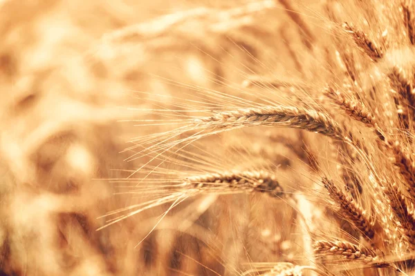 Buğday Tarlası Altın Buğday Kulakları Yakında Zengin Hasat Kavramı — Stok fotoğraf