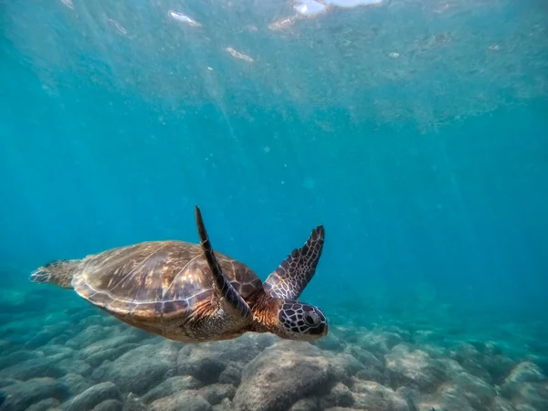 ハワイアングリーンウミガメ水中水泳 — ストック写真