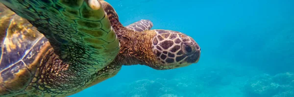 Hawaiian Zielony Morski Żółw Pływanie Podwodne — Zdjęcie stockowe