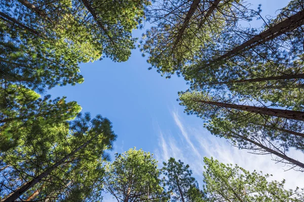 青い空に松の木 — ストック写真