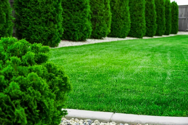 Grama Verde Arbustos Jardim Gramado Verde Com Árvores Aparadas — Fotografia de Stock