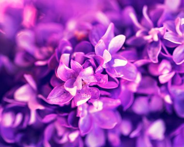 Eflatun çiçekler bahar çiçeği