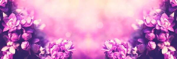 Цветок Сирени Весенний — стоковое фото