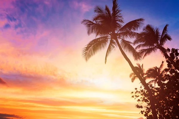 Sylwetka Palma Kokosowa Drzewo Zachód Słońca Niebo Tło — Zdjęcie stockowe