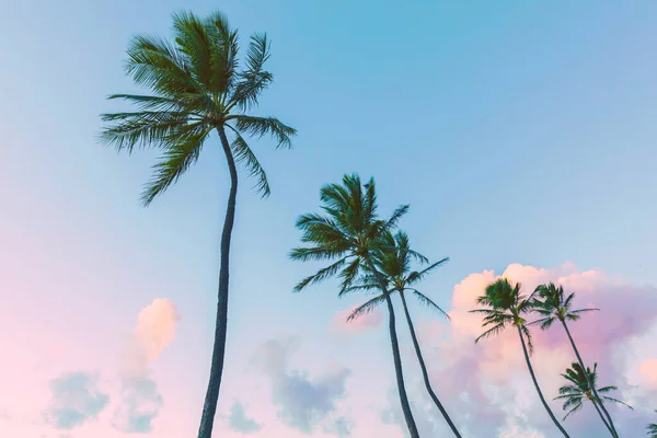 Palmy Tropické Pláži Slunnou Oblohou — Stock fotografie
