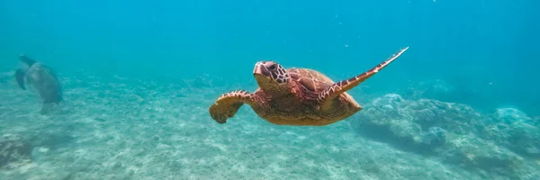 ハワイアングリーンウミガメ水中水泳 — ストック写真