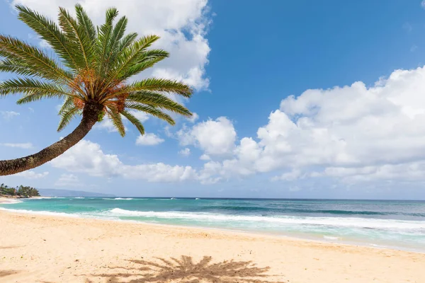 ビーチのヤシの木 ヤシの木と青い空の海 — ストック写真