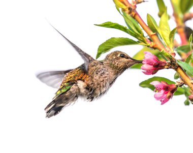 Beyaz arka planda izole edilmiş pembe çiçeklerle uçan sinekkuşu.