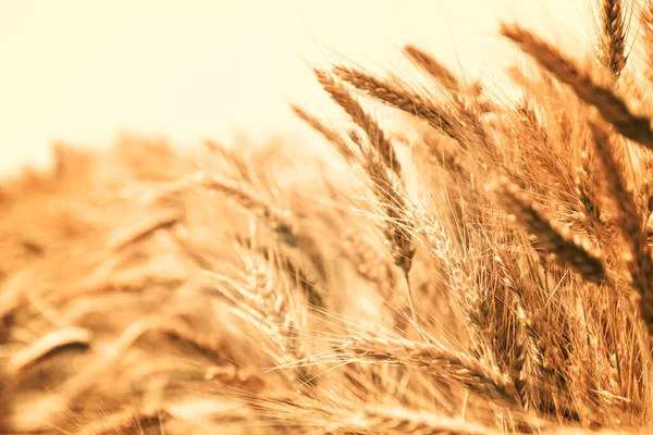 Yazın Altın Buğday Kulakları — Stok fotoğraf