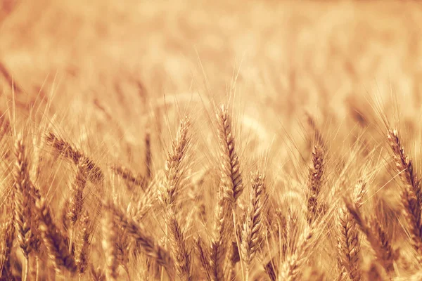 Вуха Золотої Пшениці Влітку — стокове фото