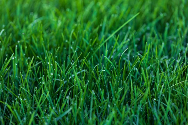 天然绿草背景 — 图库照片