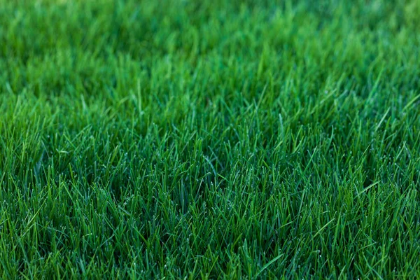 Natürliche Grüne Gras Hintergrund — Stockfoto