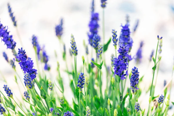 Lavender Flowers Blooming Garden — Stock Photo, Image