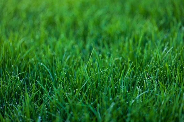 Natürliche Grüne Gras Hintergrund — Stockfoto
