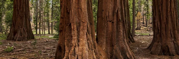 Mariposa Grove Giant Sequoias Yosemite National Park California Usa — Stock fotografie