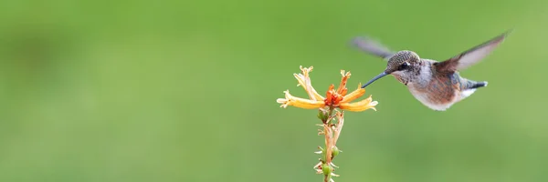 黄色い赤いホットポーカーの花から蜜を食べるハミングバード 緑の庭の背景を持つ鳥のクローズアップ ストックフォト