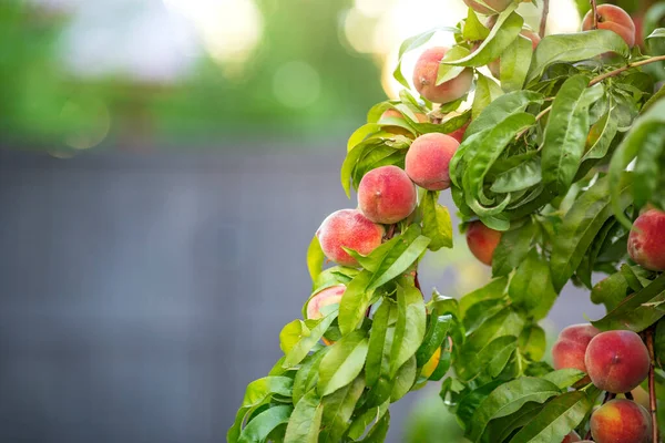 果樹園で熟した桃が付いている桃の木 — ストック写真