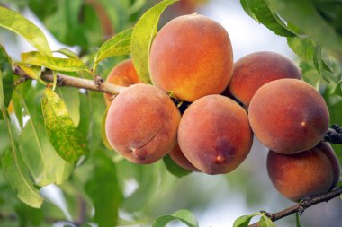 Meyve bahçesinde olgun şeftalili şeftali ağacı