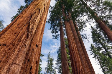 Giant Sequoias 'tan Mariposa Grove, Yosemite Ulusal Parkı, Kaliforniya ABD