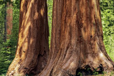 Giant Sequoias 'tan Mariposa Grove, Yosemite Ulusal Parkı, Kaliforniya ABD