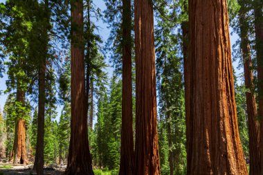 Giant Sequoias 'tan Mariposa Grove, Yosemite Ulusal Parkı, Kaliforniya ABD