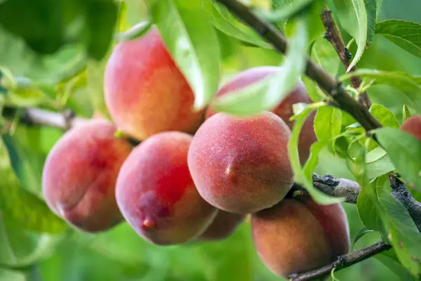 Peach tree with ripe peaches in orchard