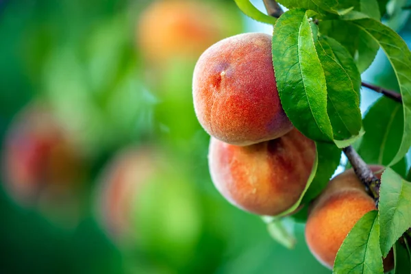 Peach tree with ripe peaches in orchard