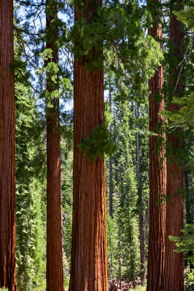 Маріпоса Гроув Гігантських Сікеїв Національний Парк Йосеміті Каліфорнія Сша — стокове фото