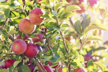 Ağaç dalında olgun kırmızı elmalar