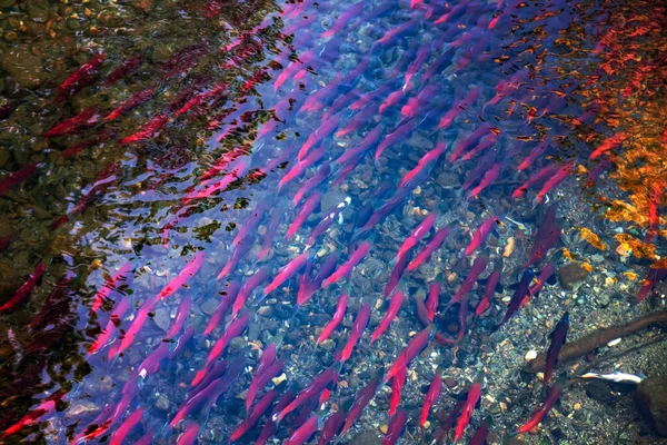 江中的可卡尼鲑鱼产卵 — 图库照片