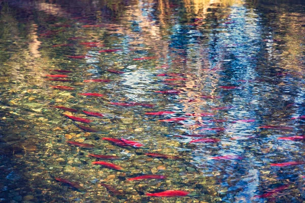 Salmon Kokanee Bertelur Sungai — Stok Foto