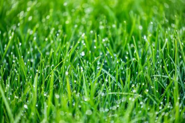 Doğal yeşil çimenler ve su damlaları. Taze çimlerde sabah çiği