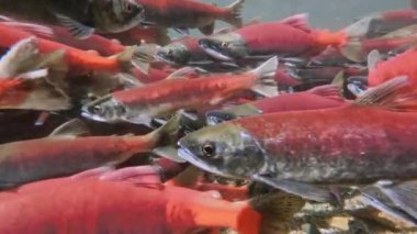 Kokanee somonu derenin yukarısında, su altında yumurtluyor.