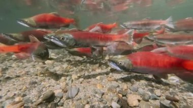 Kokanee somonu derenin yukarısında, su altında yumurtluyor.